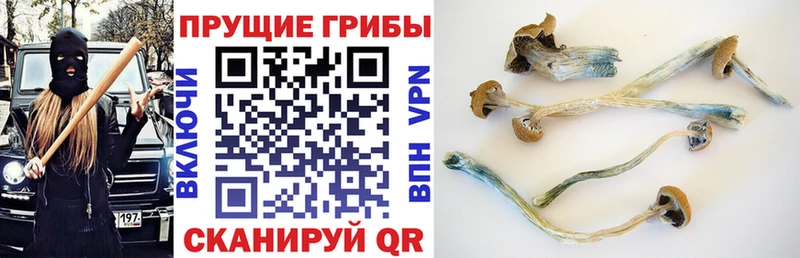Галлюциногенные грибы Psilocybine cubensis  Циолковский 